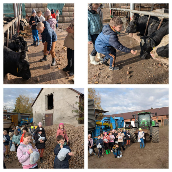 uczniowie karmią zwierzęta oraz pakują ziemniaki do swoich worków