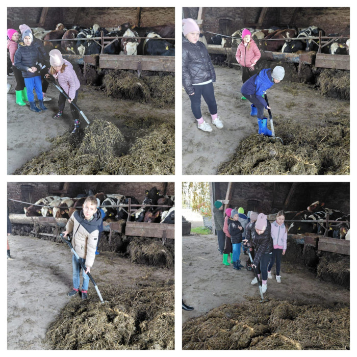 uczniowie przerzucają widłami siano dla zwierząt